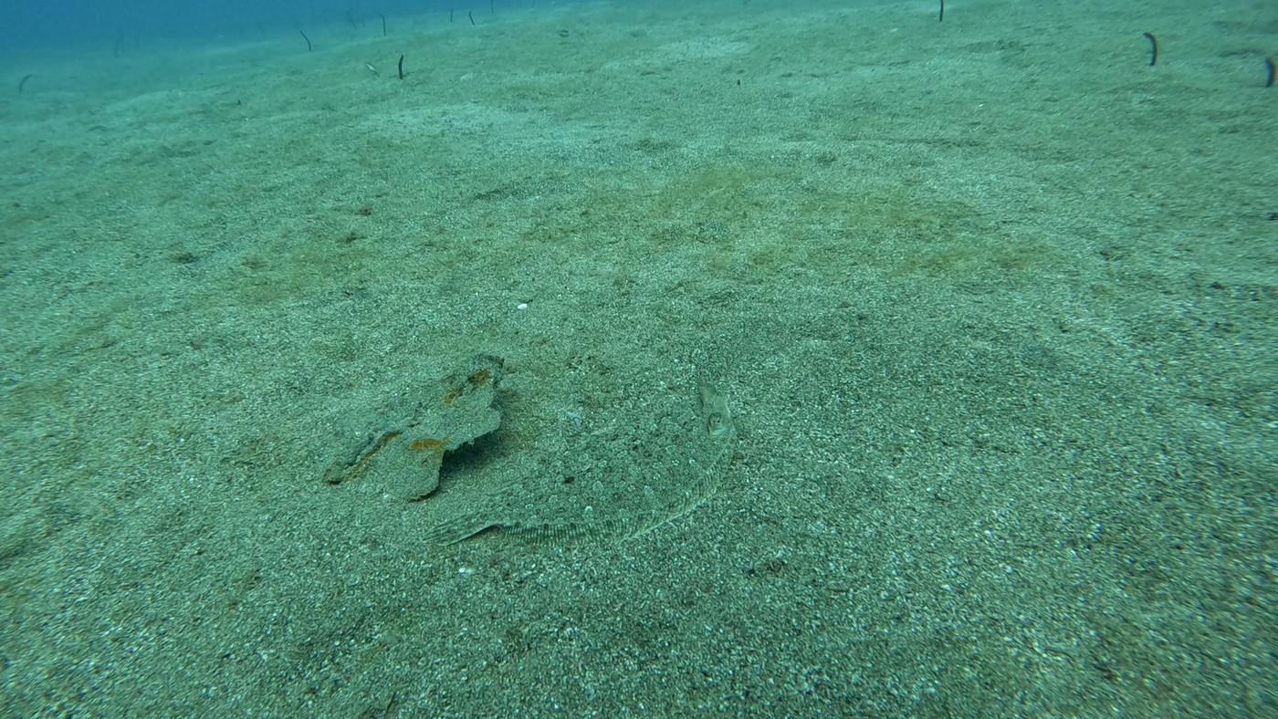 Sole caché dans le sable