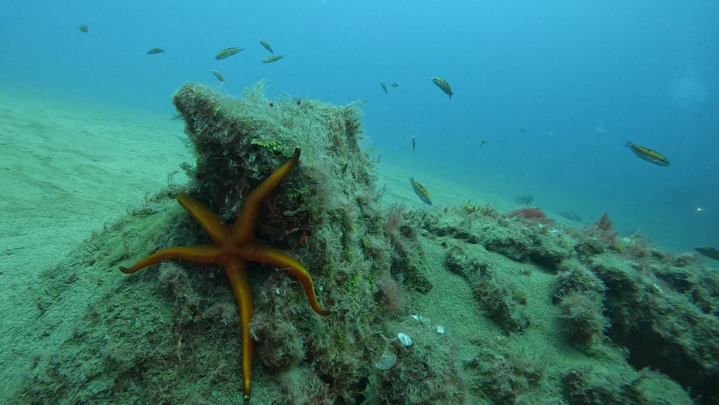 Étoile de mer et girelles Paon