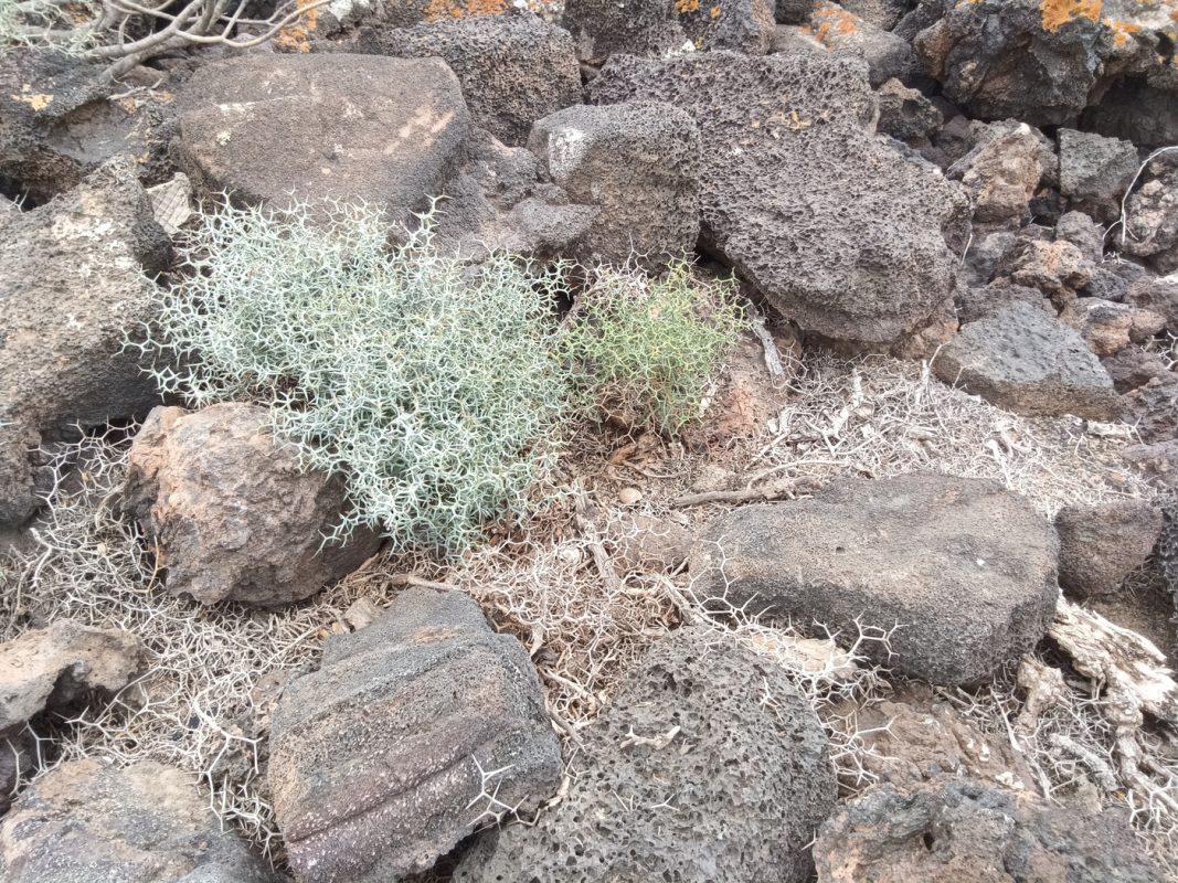 Végétation de Lanzarote