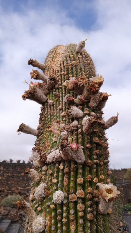 Plein de petit cactus sur un autre cactus