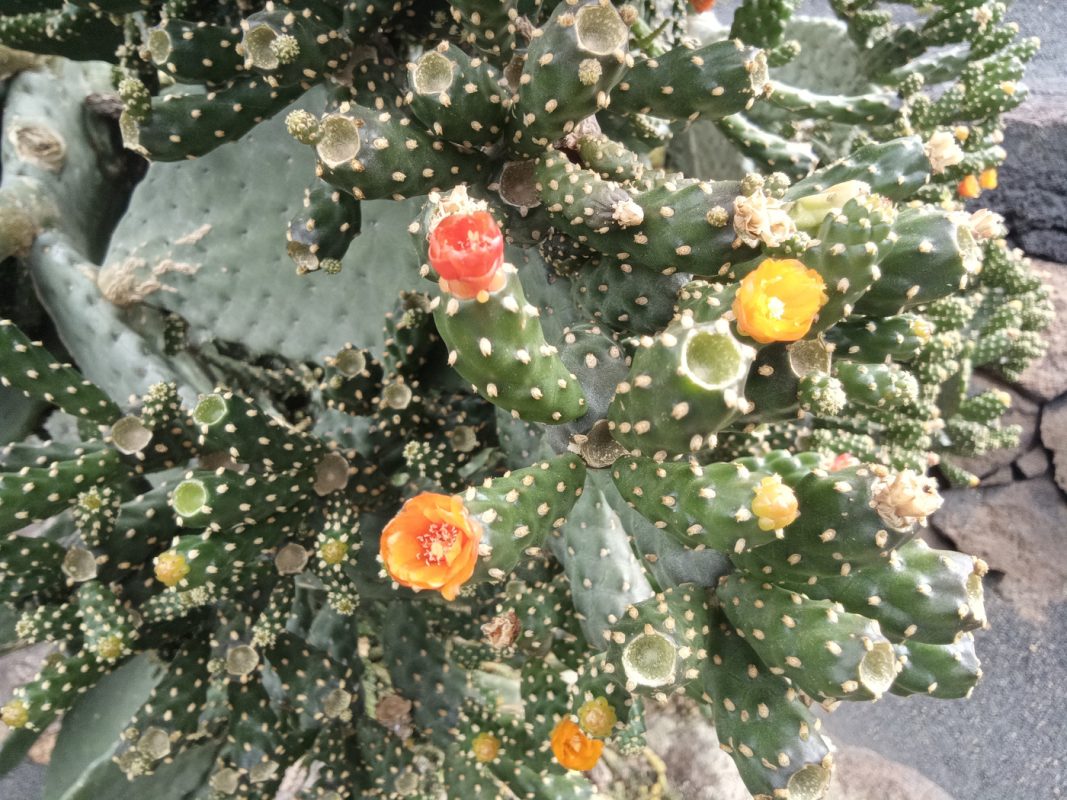 Fleurs de cactus