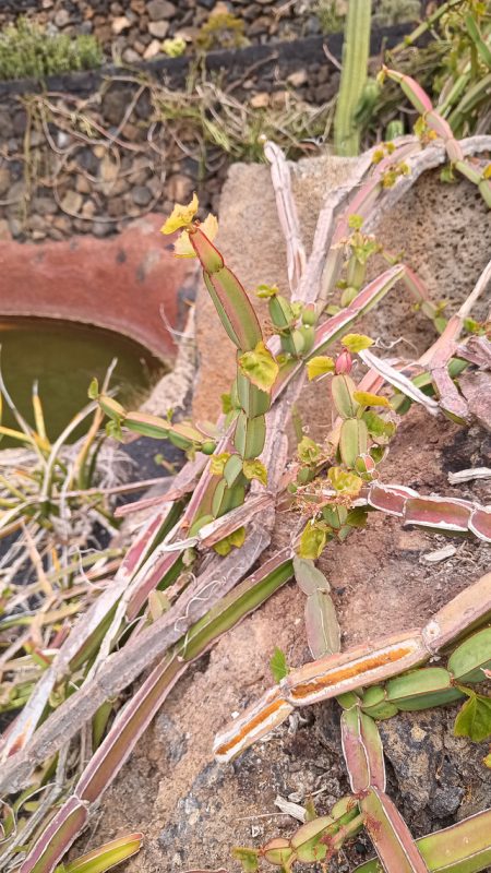 Boudin de cactus