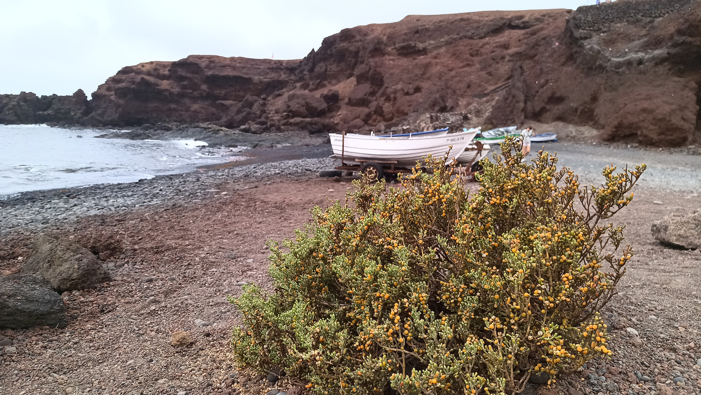 Une plante, et les barques de pêcheurs