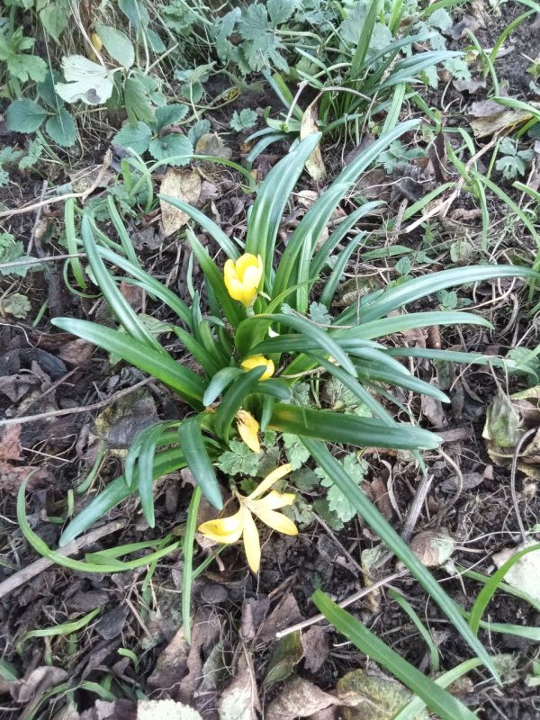 Crocus dans le jardin