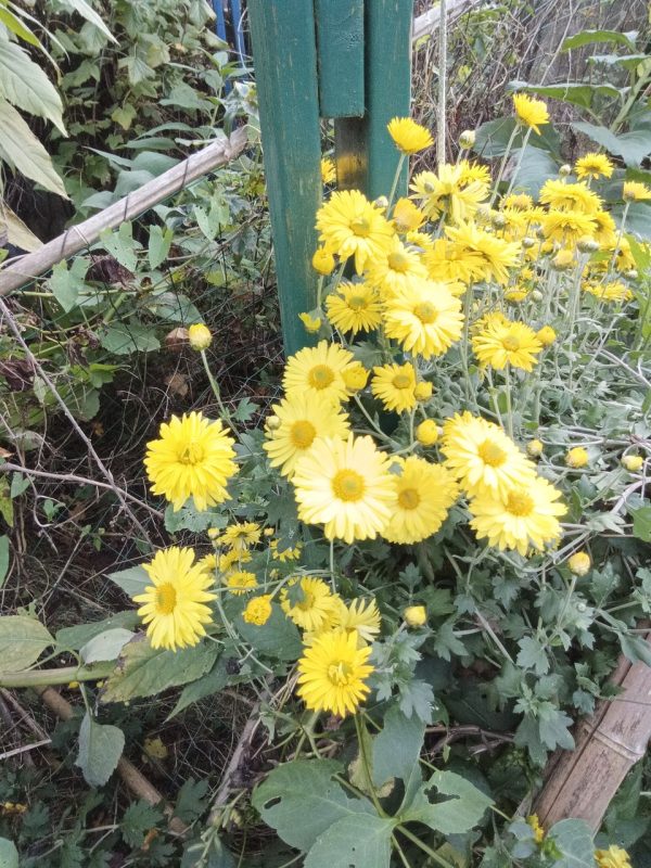 Chrysanthème à thé du jardin