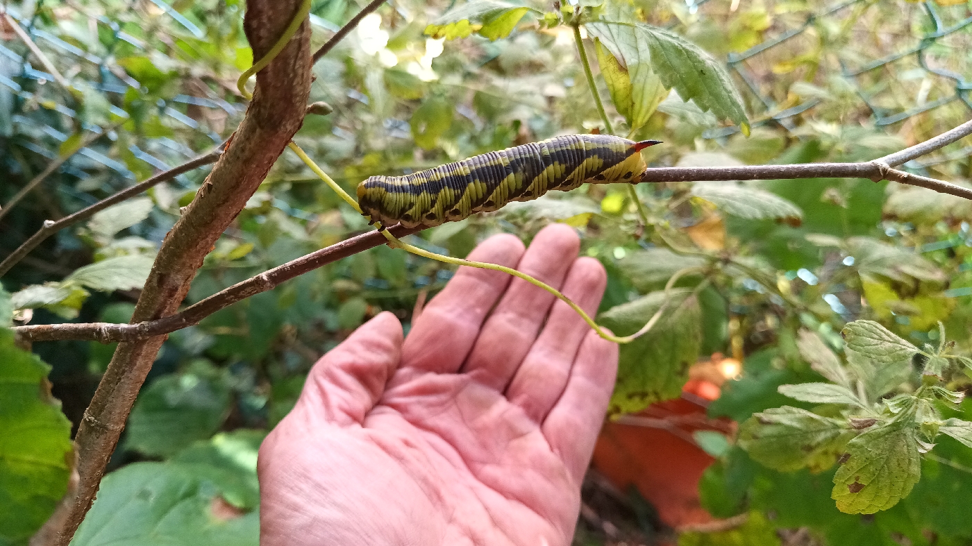 La chenille de sphingidés