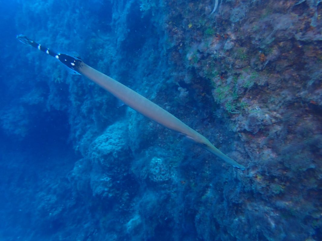 Un poisson trompette