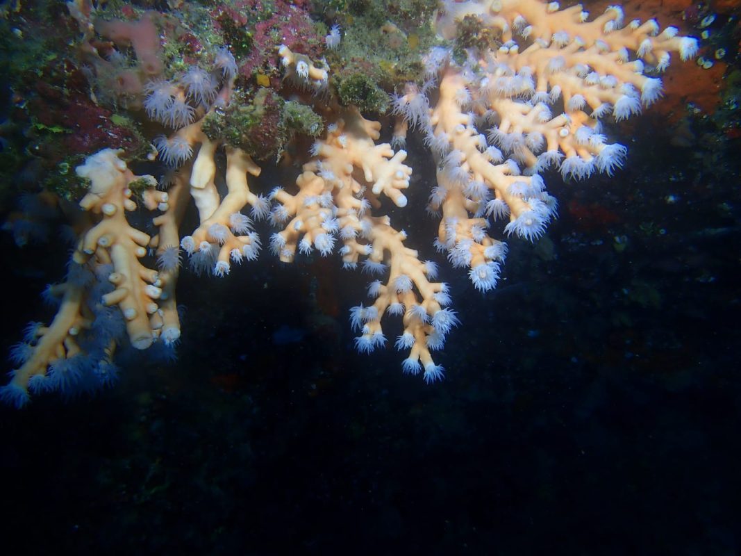 Le corail orange avec ses polypes sorties