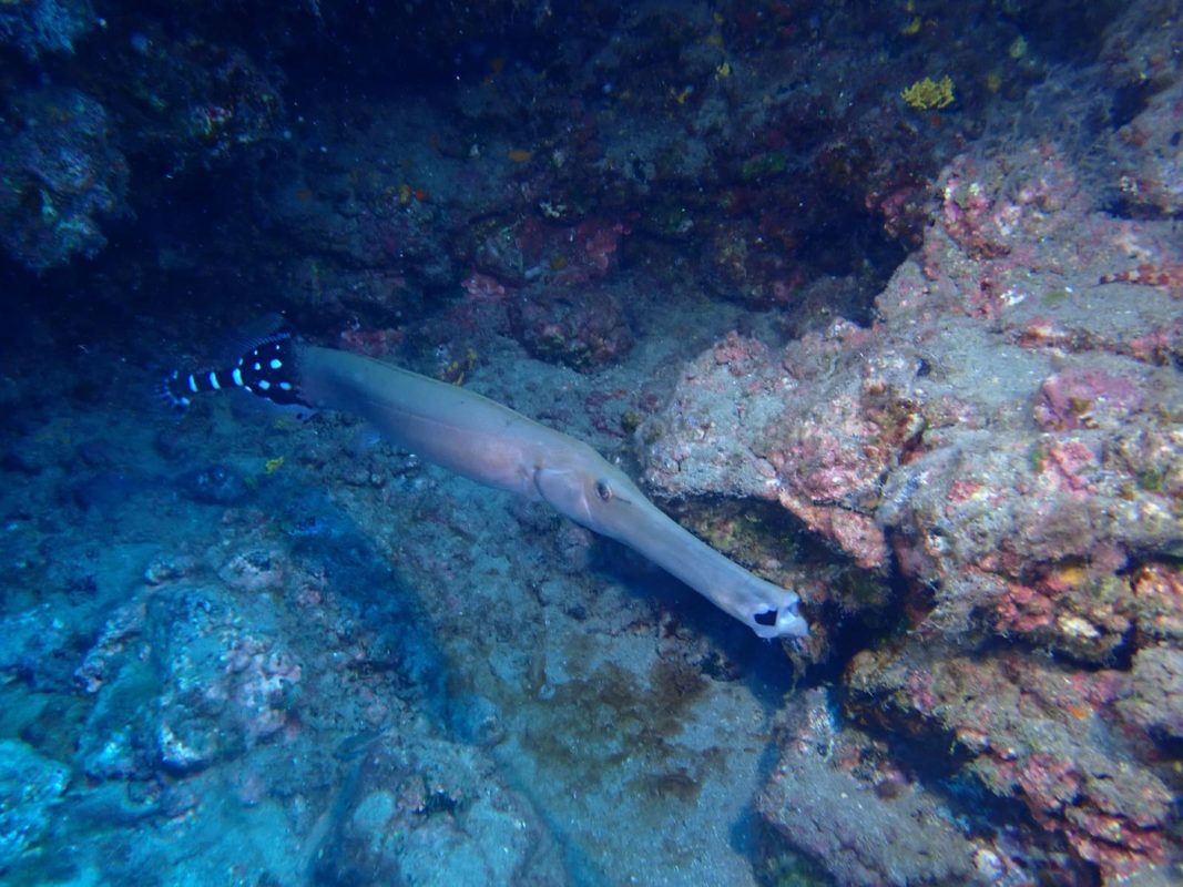 Un poisson trompette