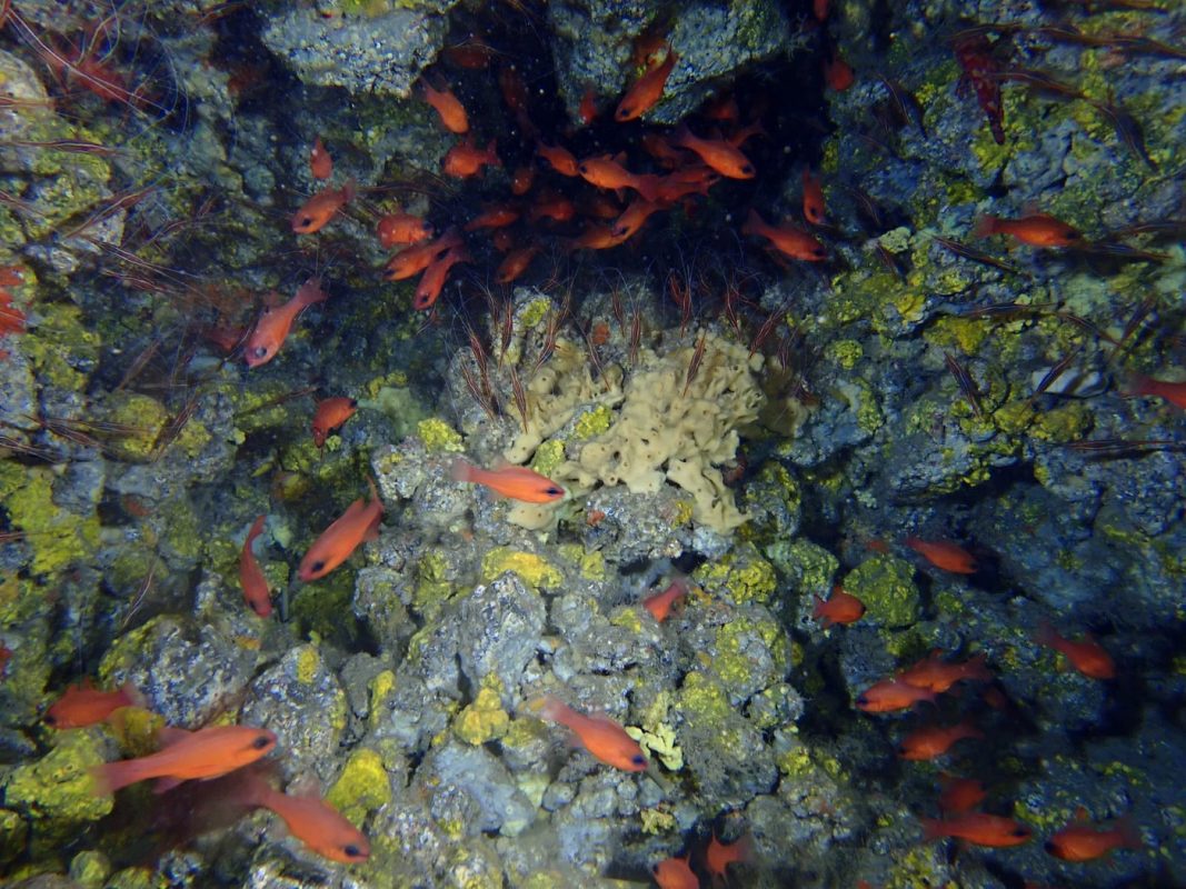 Les poissons rouge au fond de la grotte, dans le noir