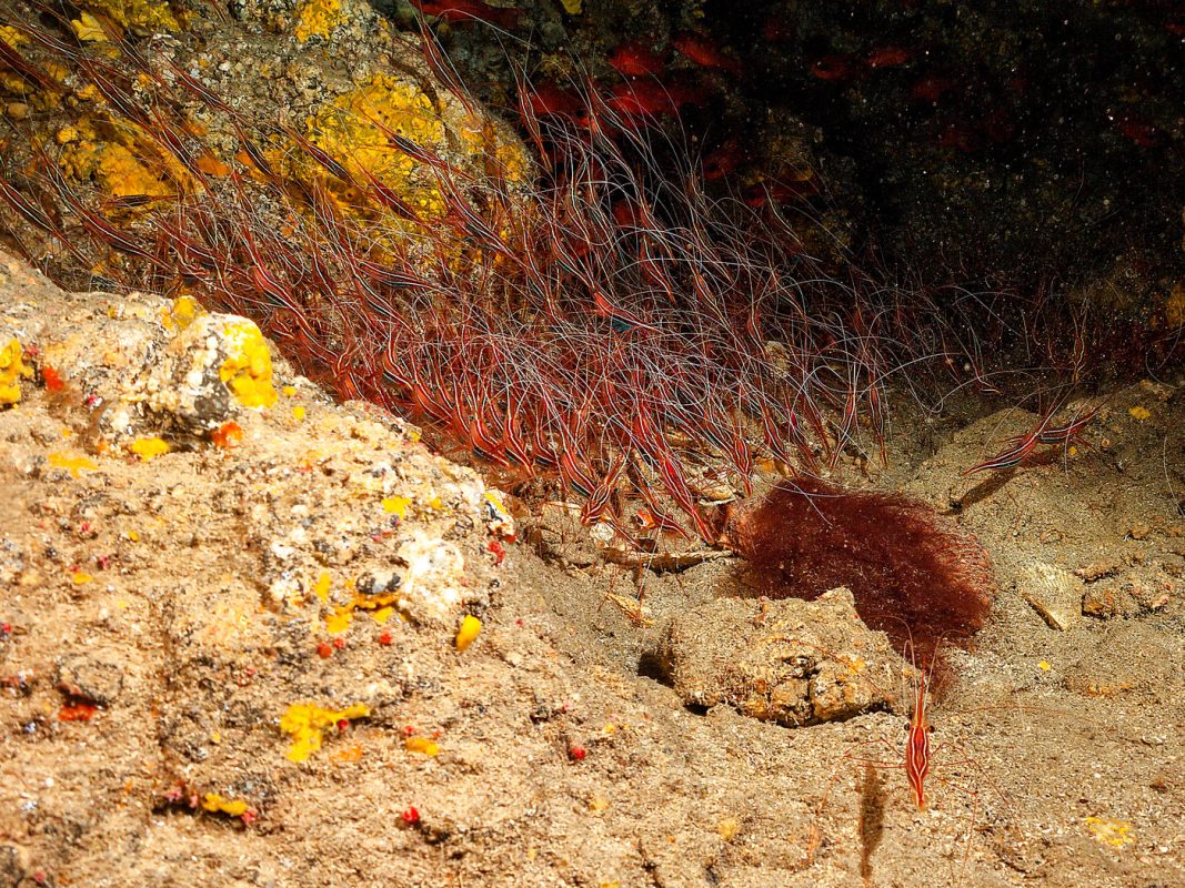 Crevettes par centaine dans une anfractuosité sombre dans la  lave