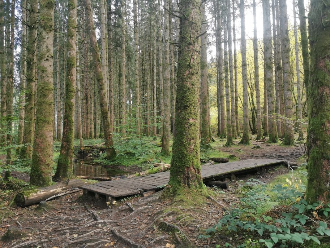 Passerelle dans les bois