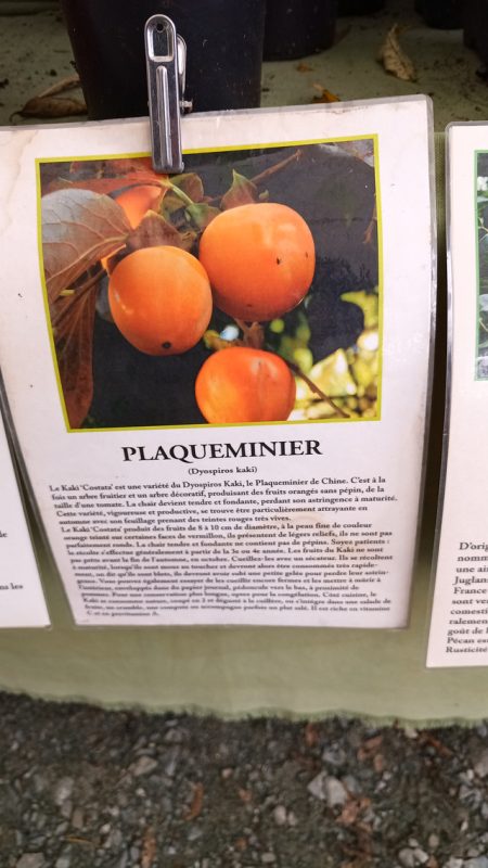 Plaqueminier (Kaki)