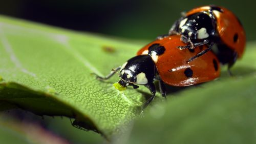 extrait de Parents in the Wild - Mating Games and Birth Days