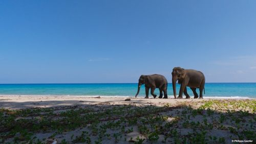 Extrait de L'énigme des éléphants d'Andaman