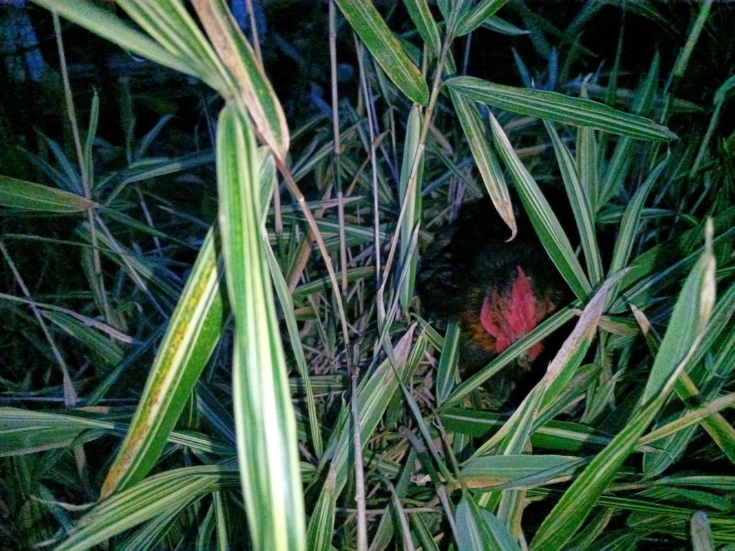 Le nid de la poule au milieux des herbes, en plein vent froid