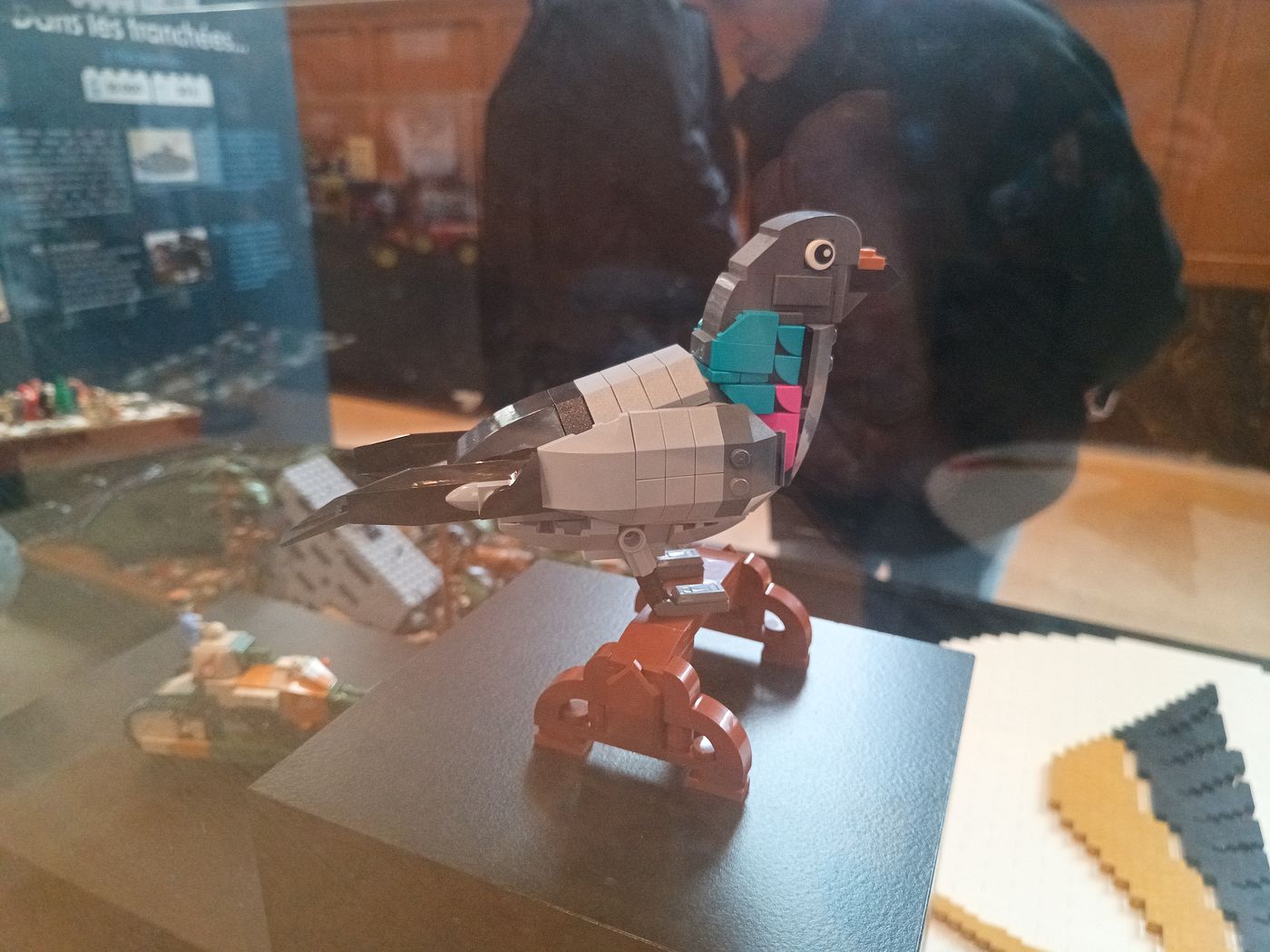 Pigeon