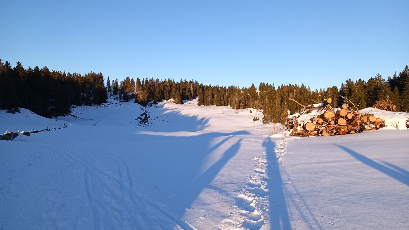 La forêt