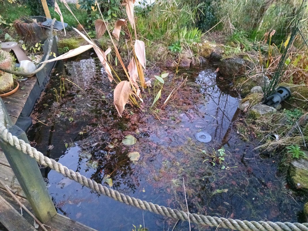 Arachage des plantes dans le basin, les poissons n'ont plus de place !