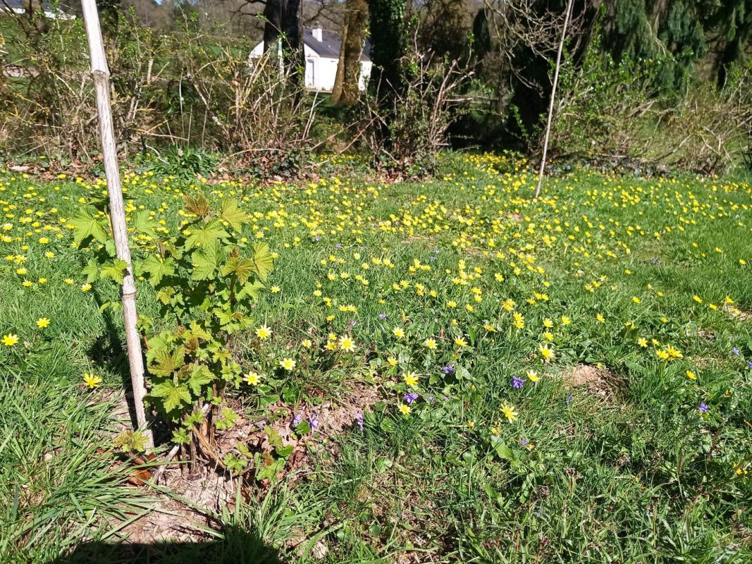 Parterre de petites fleurs sauvages