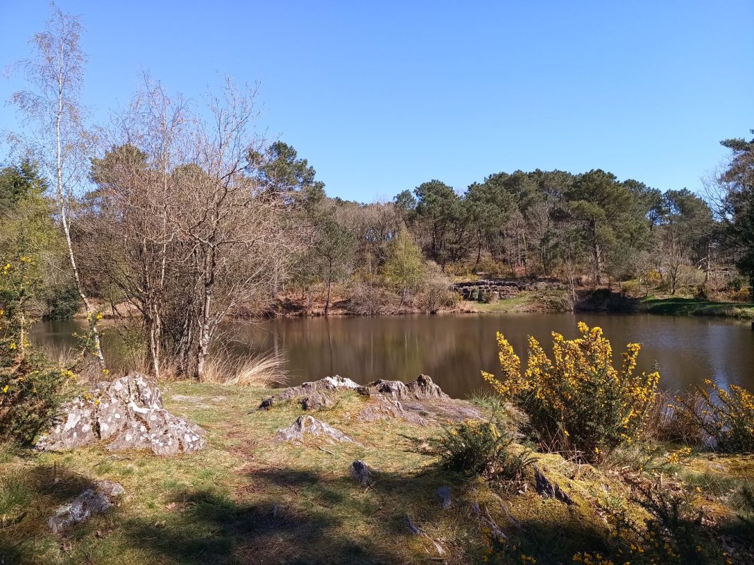 Le coté lande, déjà séché au soleil