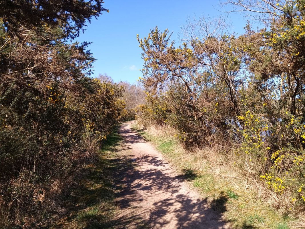 Sentier entouré d'ajonc en fleurs