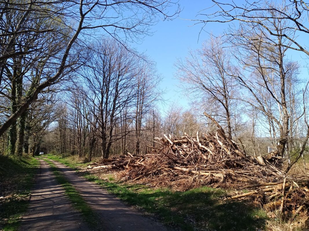 Un tas de bois mort