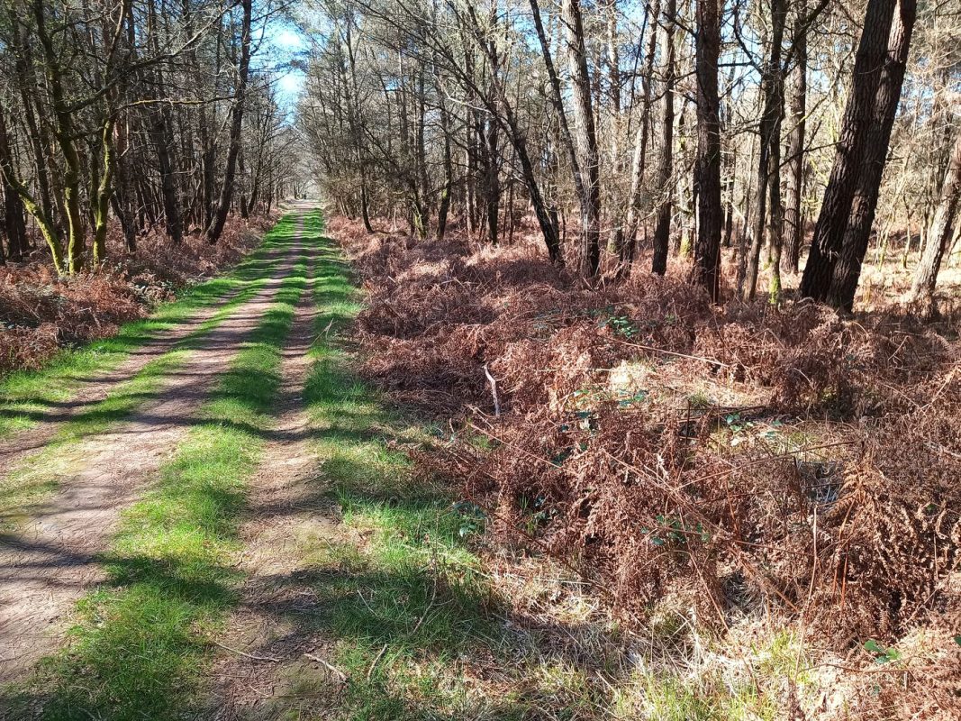 La route forestière, et la bordure en fougères séchées