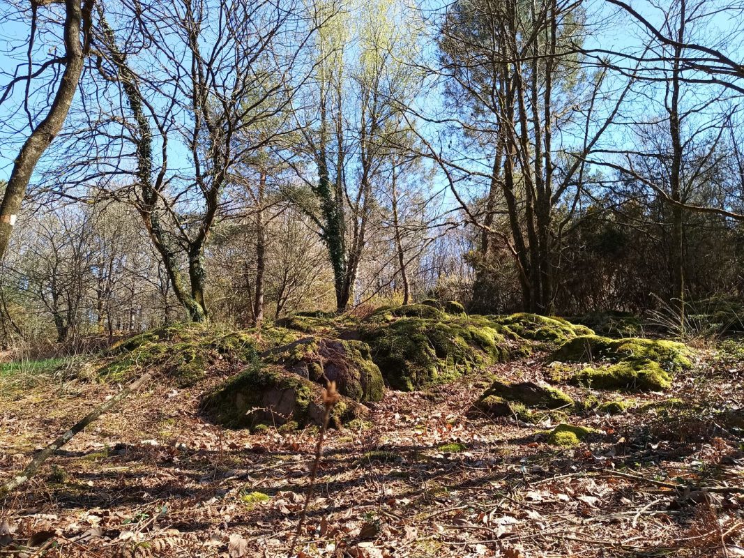 Roches et mousses