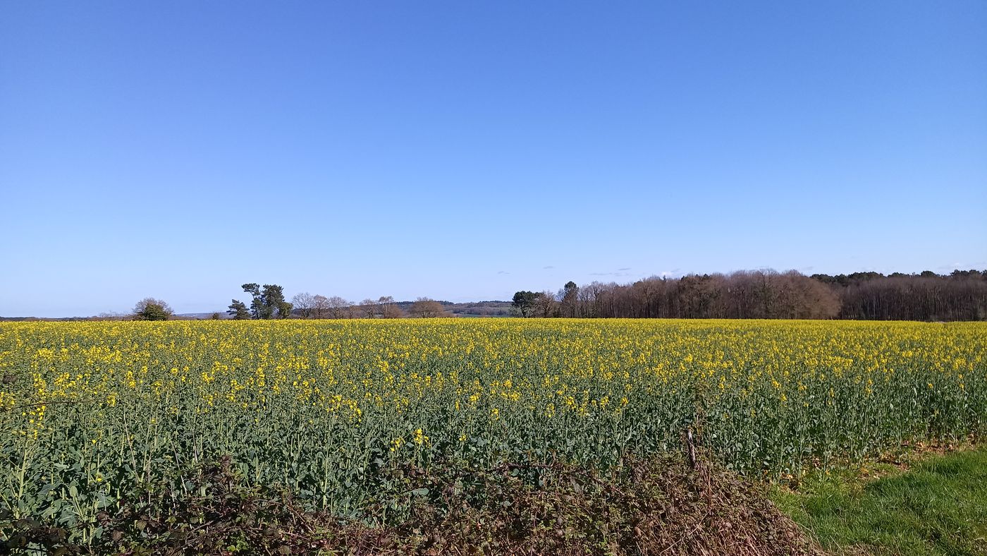 Colza déjà jaune