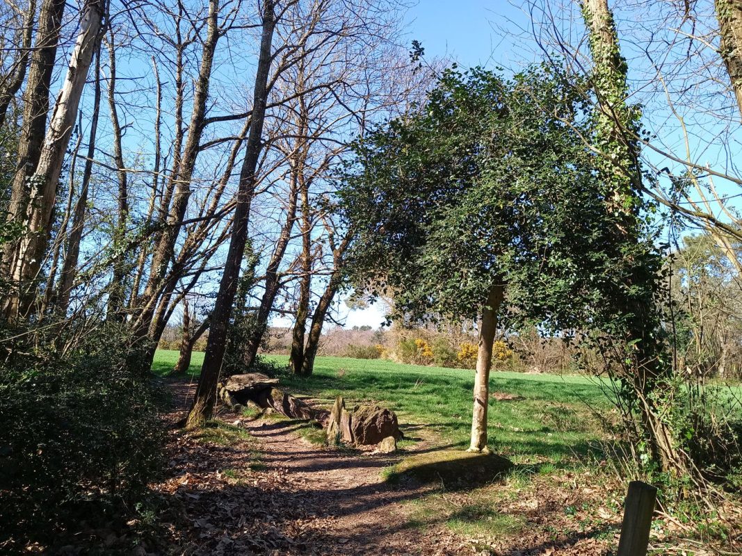 Allée couverte de Bordoués, avec son chêne vert bien droit sur une des pierres