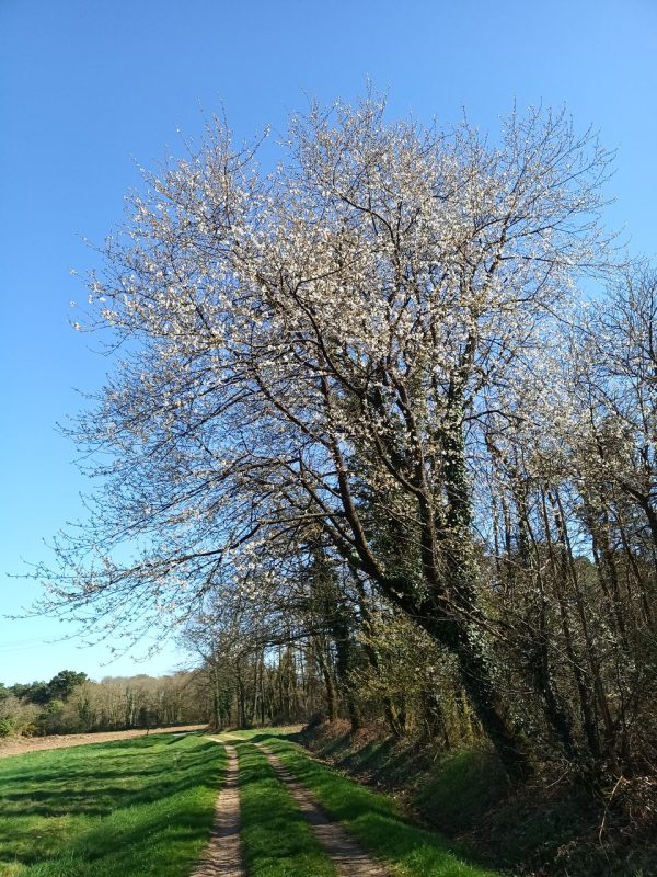 Arbre fruitier en fleurs, c'est le printemps depuis 1 semaine !