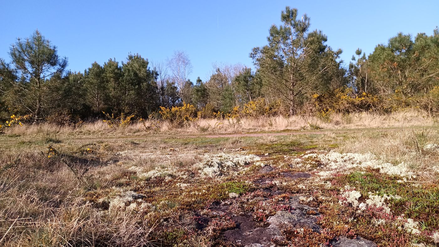 Encore des landes