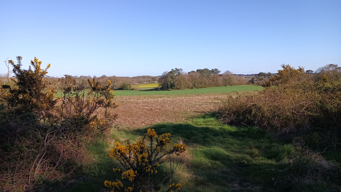 Parterre terre labouré, vert jeune pousse, et jaune Colza