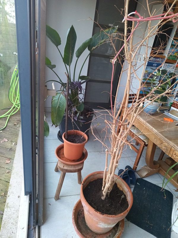 D'autres plante d'intérieur, dont le ficus qui n'a pas passer l'hiver...