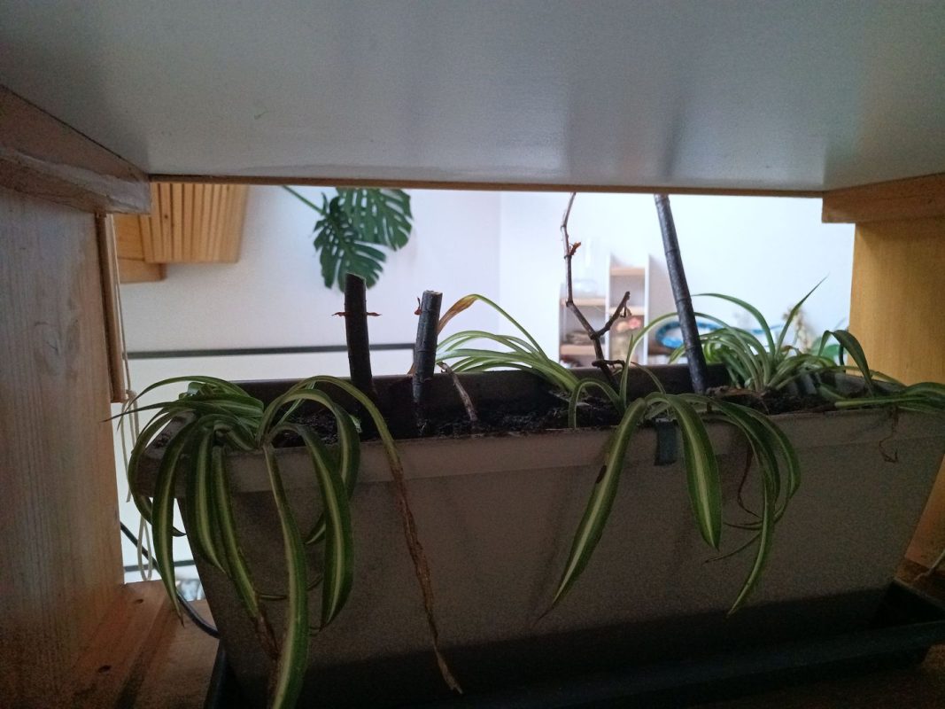 Rempotage des plante d'intérieur (celle qui monte dans la puit de lumière au dessus de la cuisine)