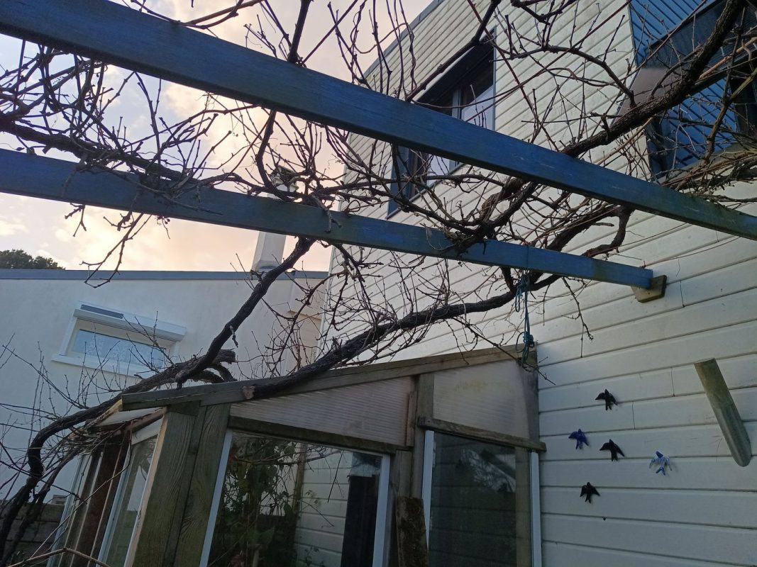 La vigne après avoir couper la partie qui envahie la pergola