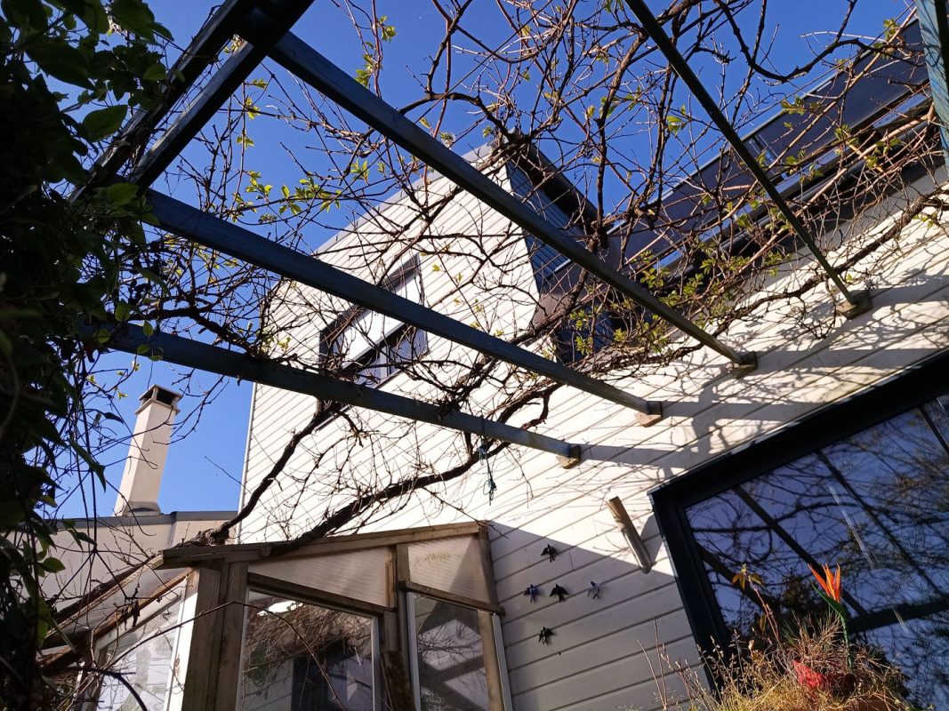 La pergola avec ces 2 'tronc' de vigne