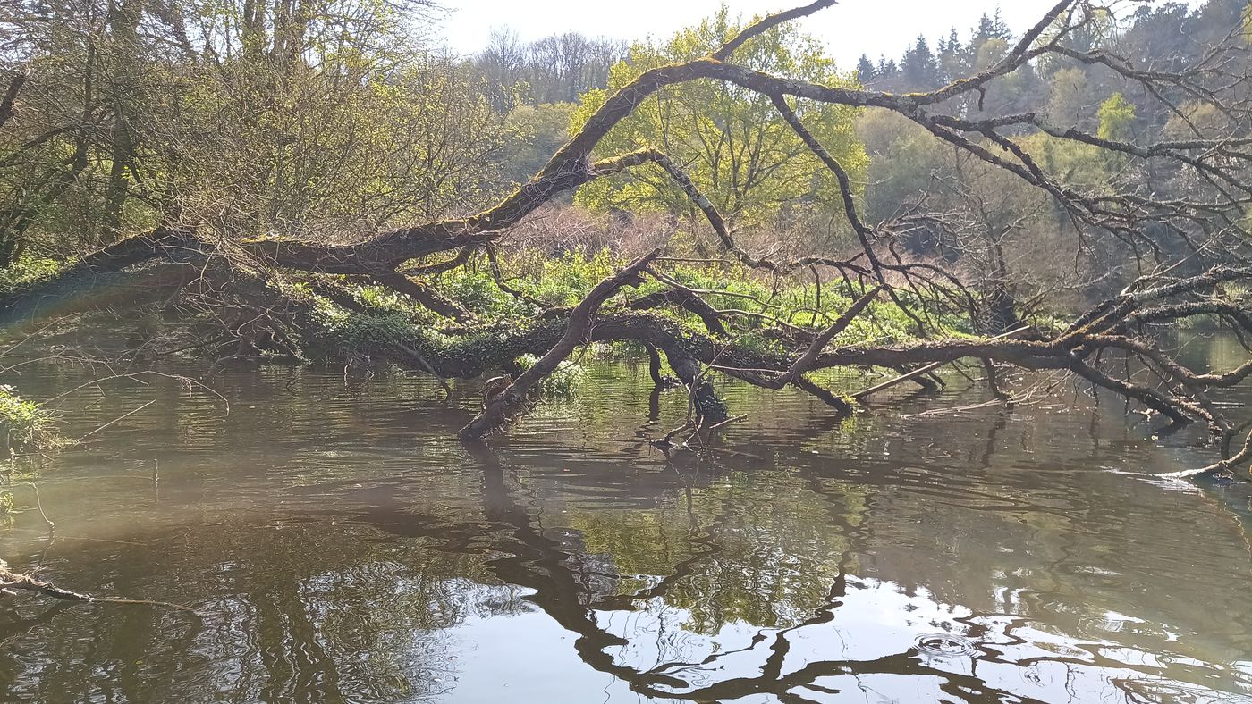 Sur une branche, une tortue