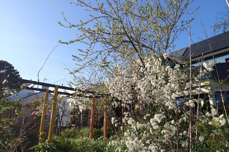 Les fleurs de prunes et cerises le 8 avril