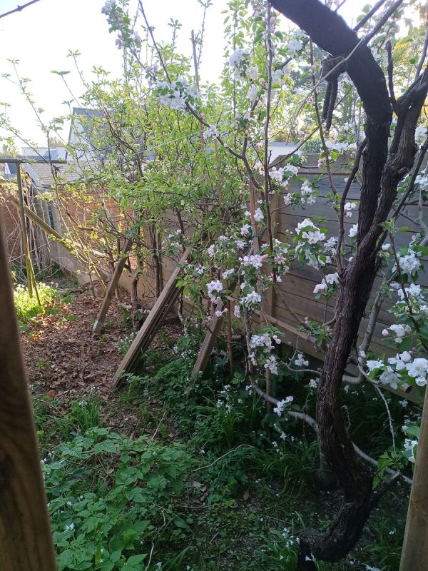 Les fleurs de pommier le 8 avril