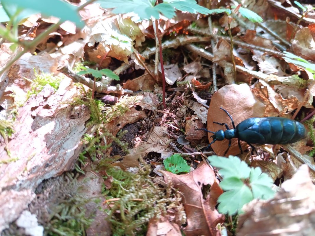 Rencontre dans les bois