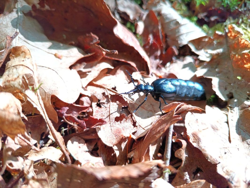 Je ne sais pas ce que c'est, mais vraiment de beaux reflet bleu