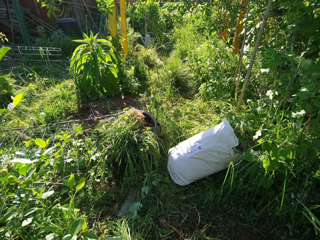 Les tas et sac d'ail (que je met à la poubelle, surtout pas au composte comme une années!)