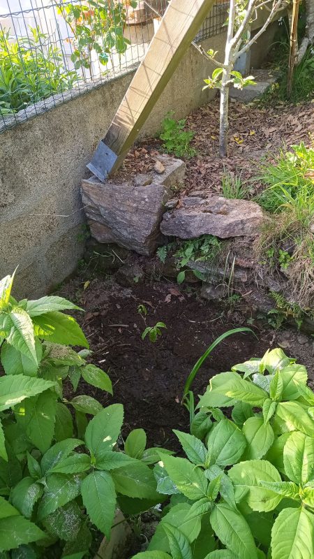 Un Asiminier, j'en mettrais un autre à la place du cabanon quand je l'enlèverais