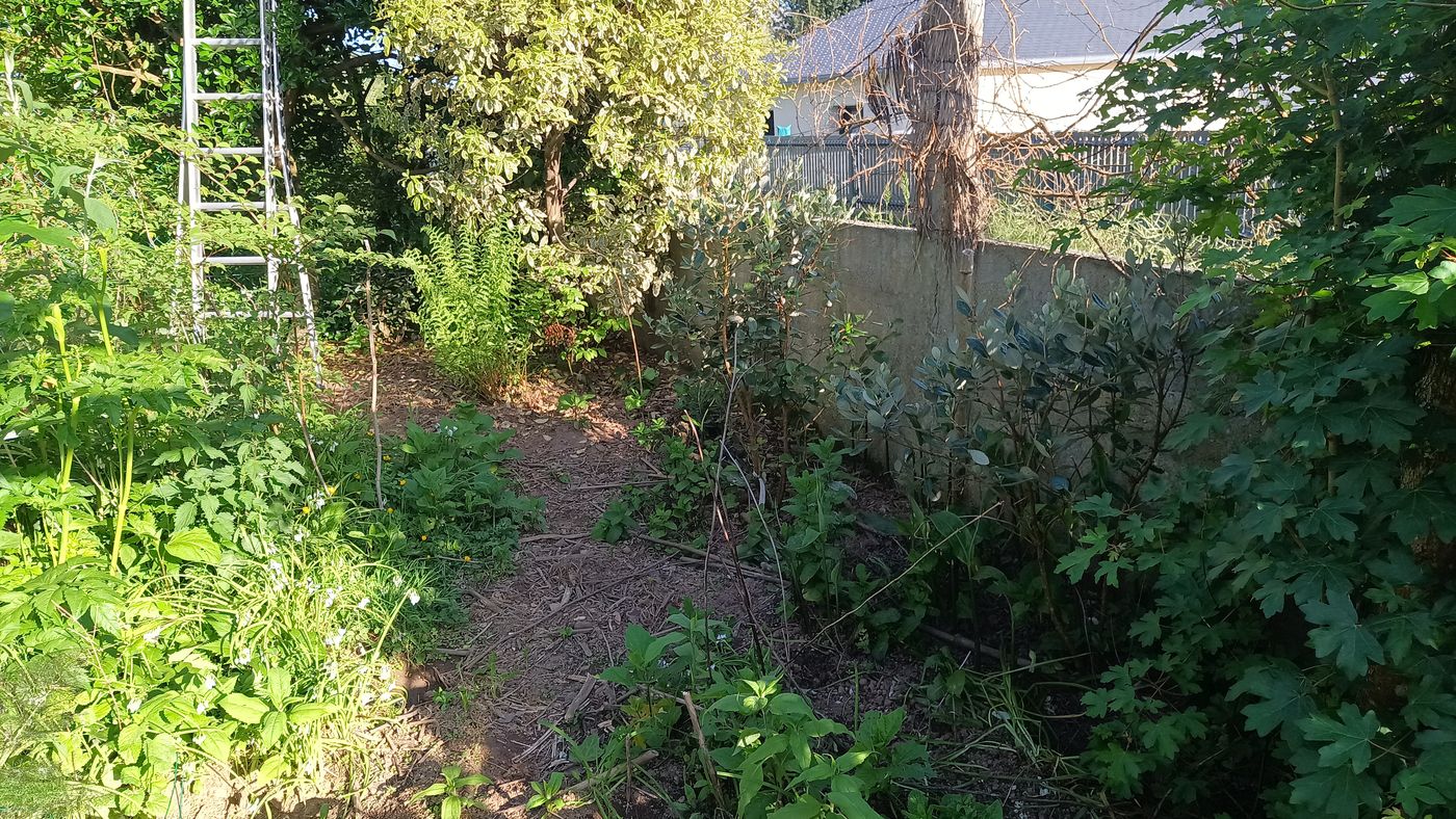 Les Feijoa ou Goyavier du Brésil, cette fois je devrais avoir des fruits !