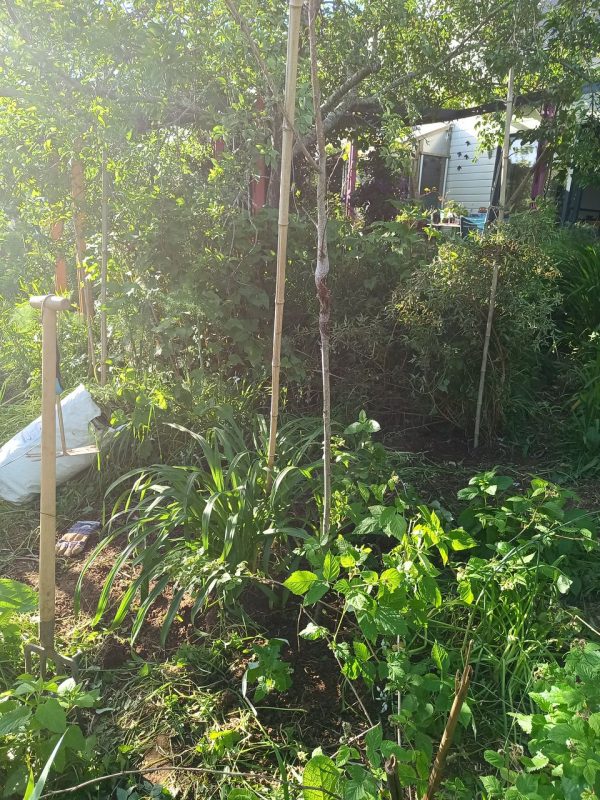 Une plante qui c'est multiplié, mais qu'avais mis là ?