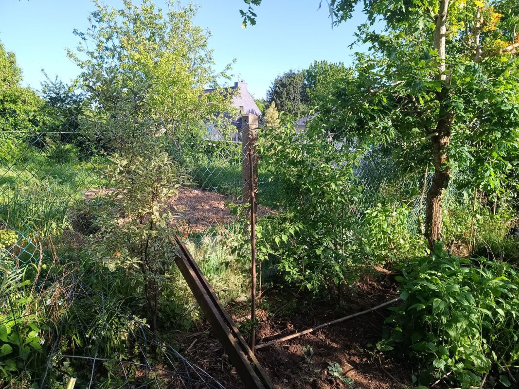 J'ai dégagé et replanter quelques arbustes de la haie