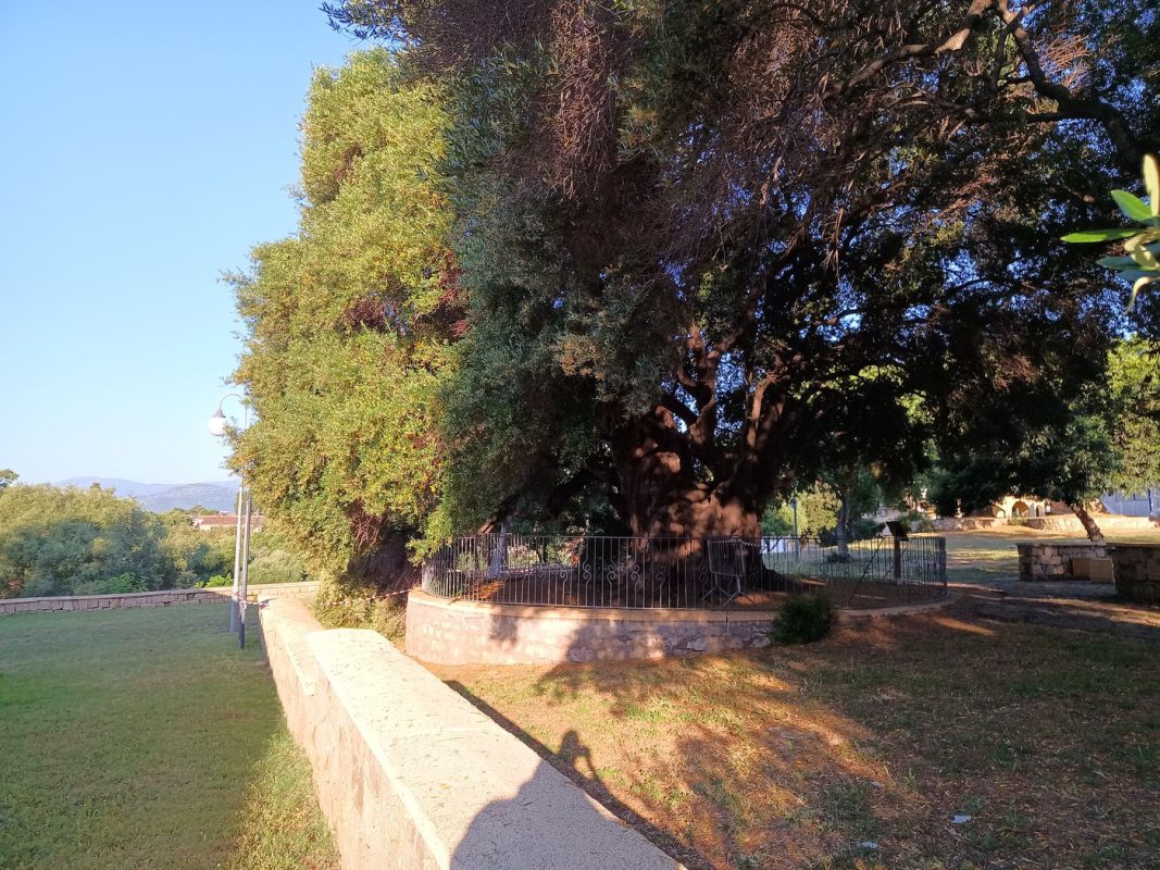 Un chêne vert immense dans un parc