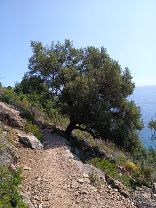 Il y a des sacrés arbres